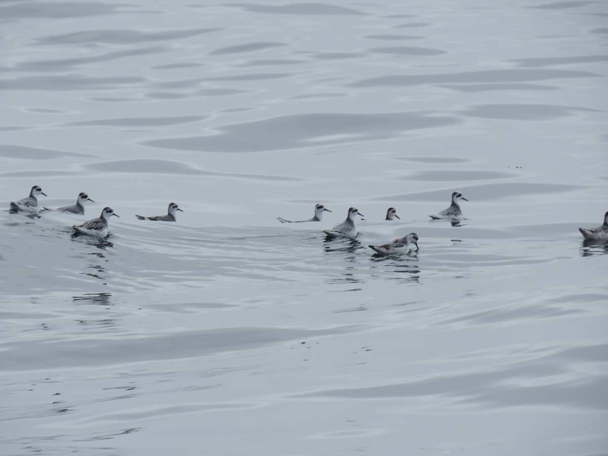 Red Phalarope - ML479787961