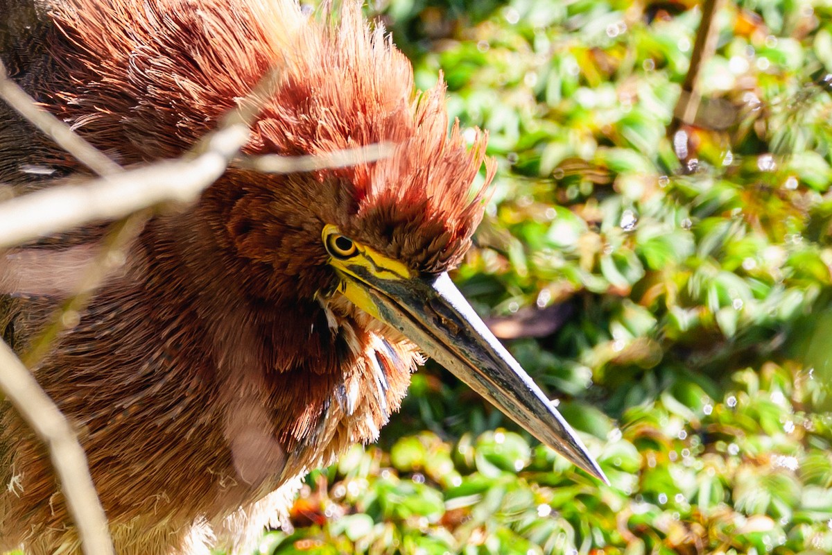 Rufescent Tiger-Heron - ML479788011