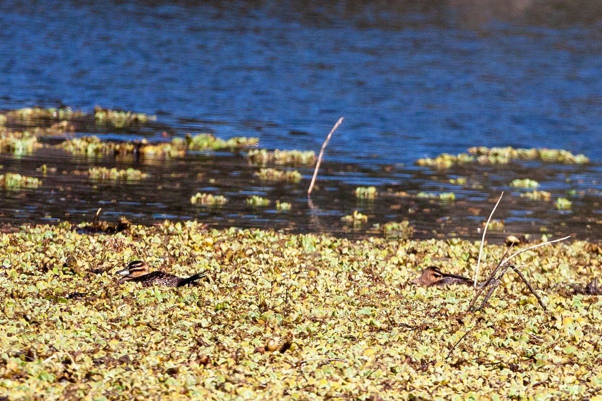 Masked Duck - ML479788671