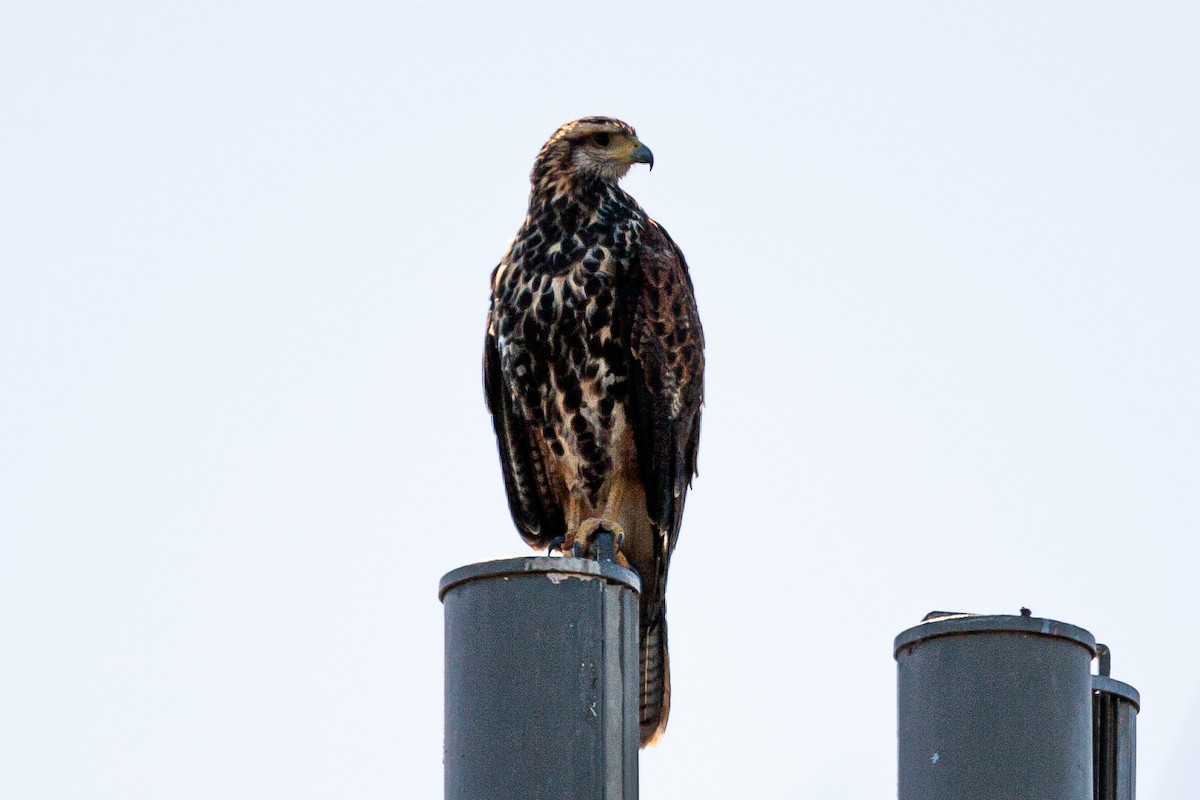 Harris's Hawk - ML479788721