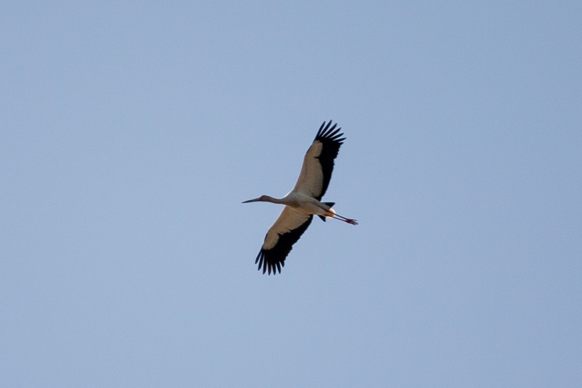 Maguari Stork - ML479788771