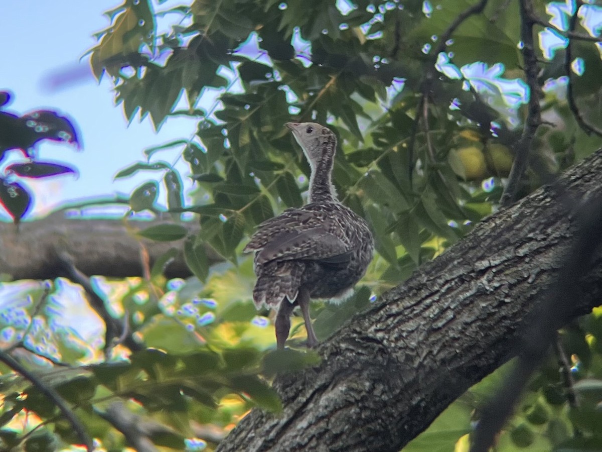 Guajolote Gallipavo - ML479791241