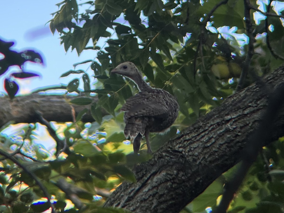 Wild Turkey - ML479791251