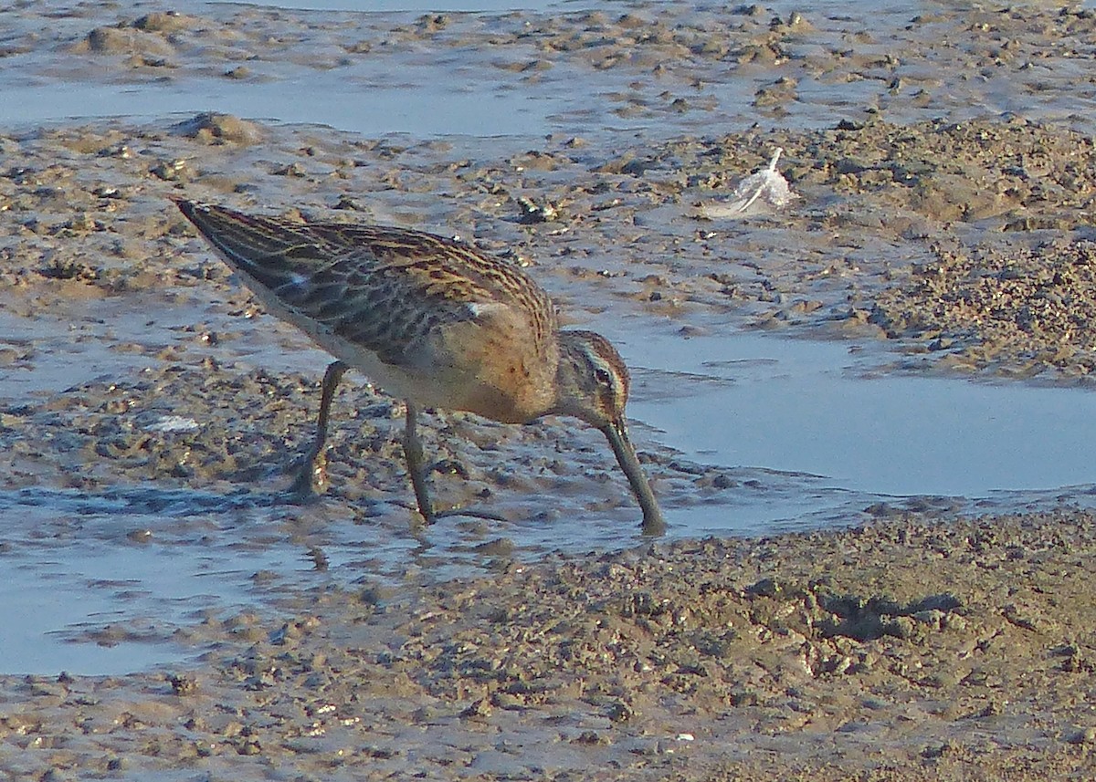 Short-billed Dowitcher - Sherman Suter