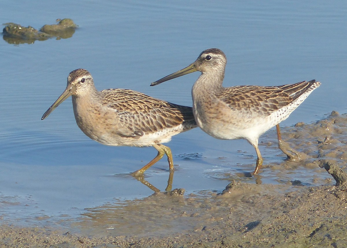 Short-billed Dowitcher - Sherman Suter