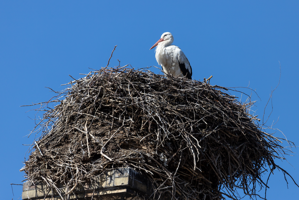 White Stork - Oscar Wainwright