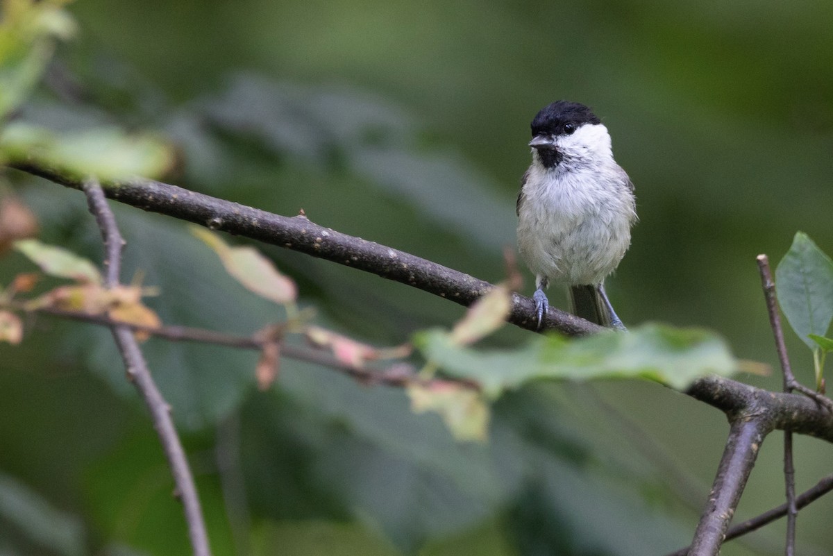 Marsh Tit - ML479792551