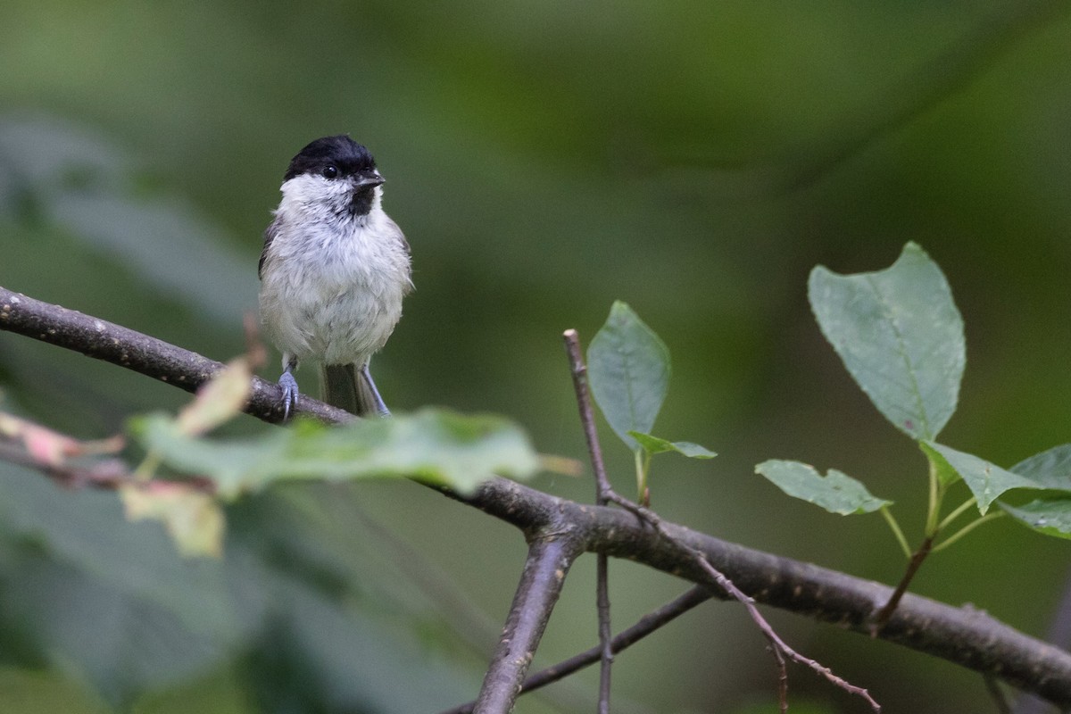 Marsh Tit - ML479792561