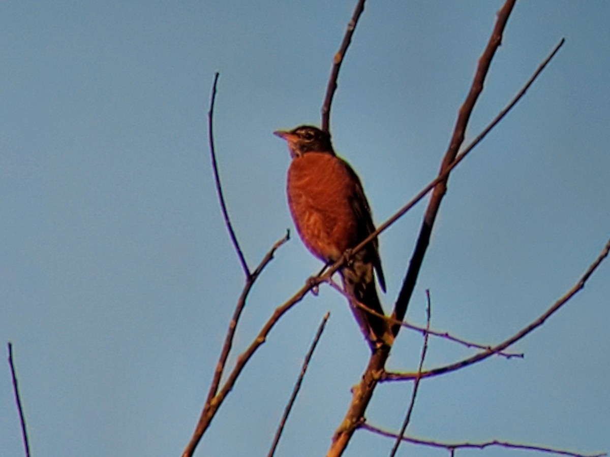 American Robin - ML479793451