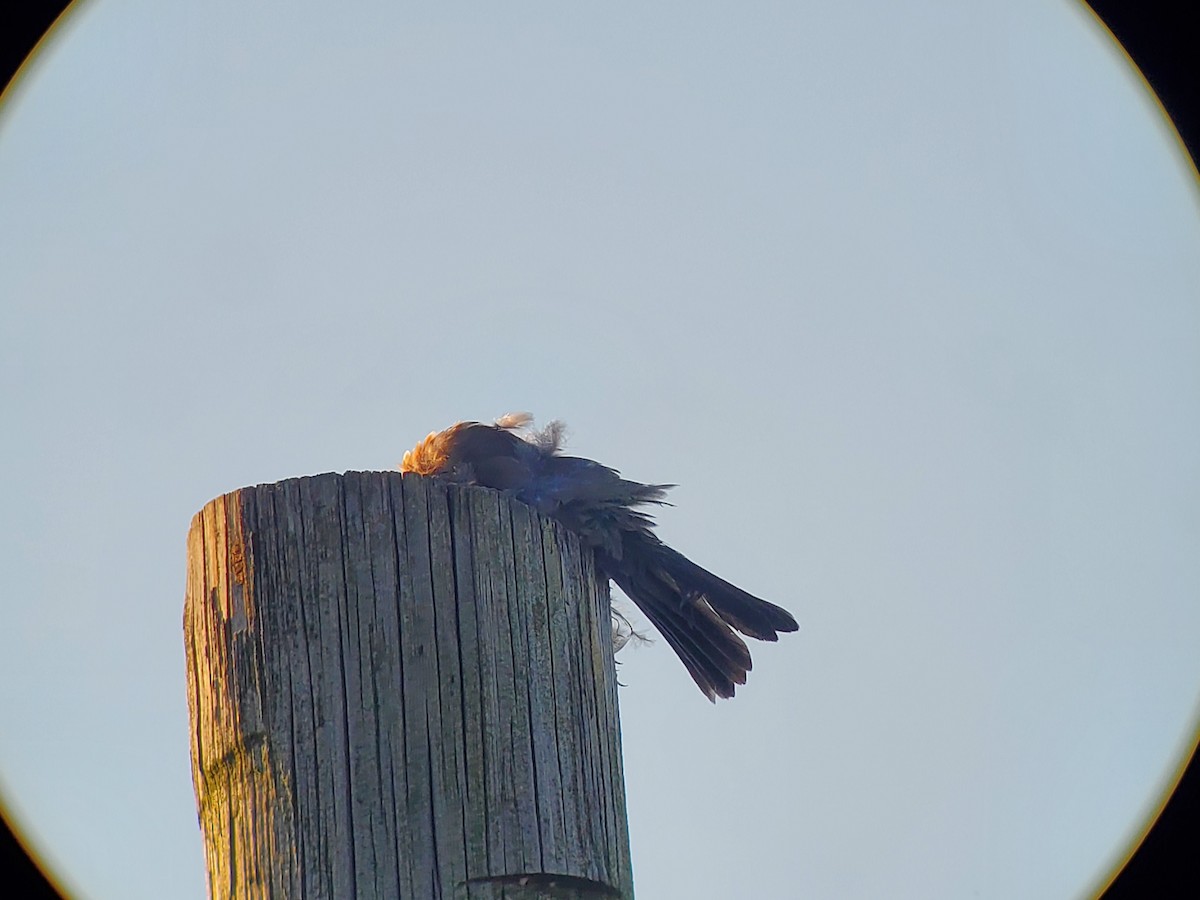 American Robin - ML479793961