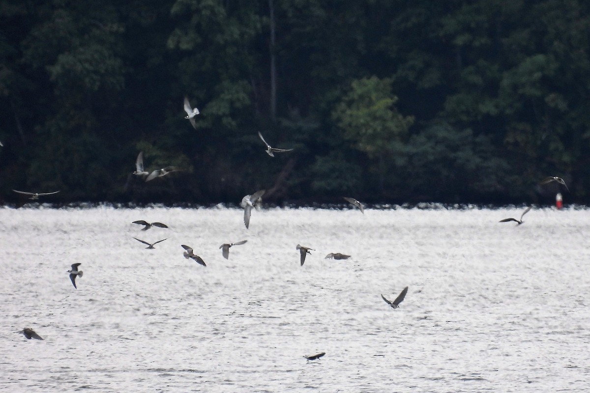 Black Tern - ML479796961