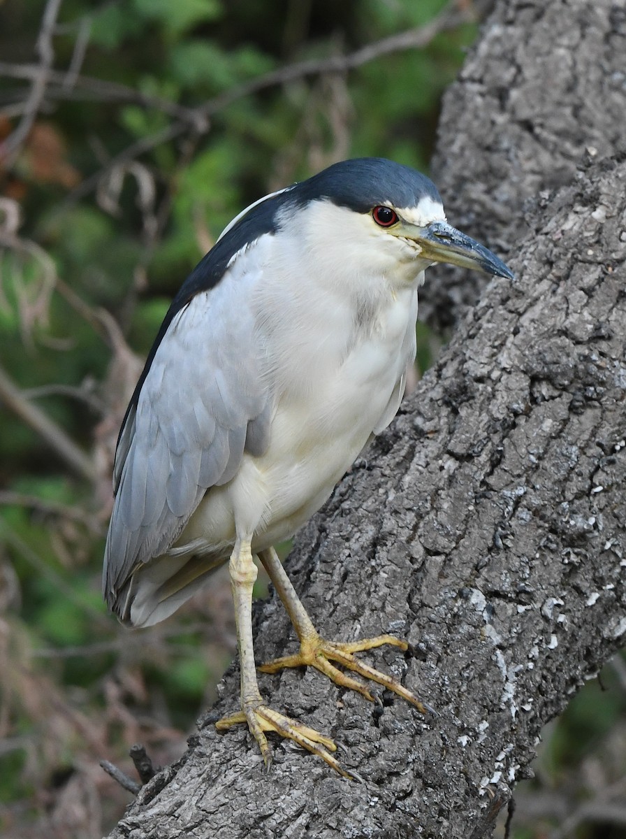 Black-crowned Night Heron - ML479797081