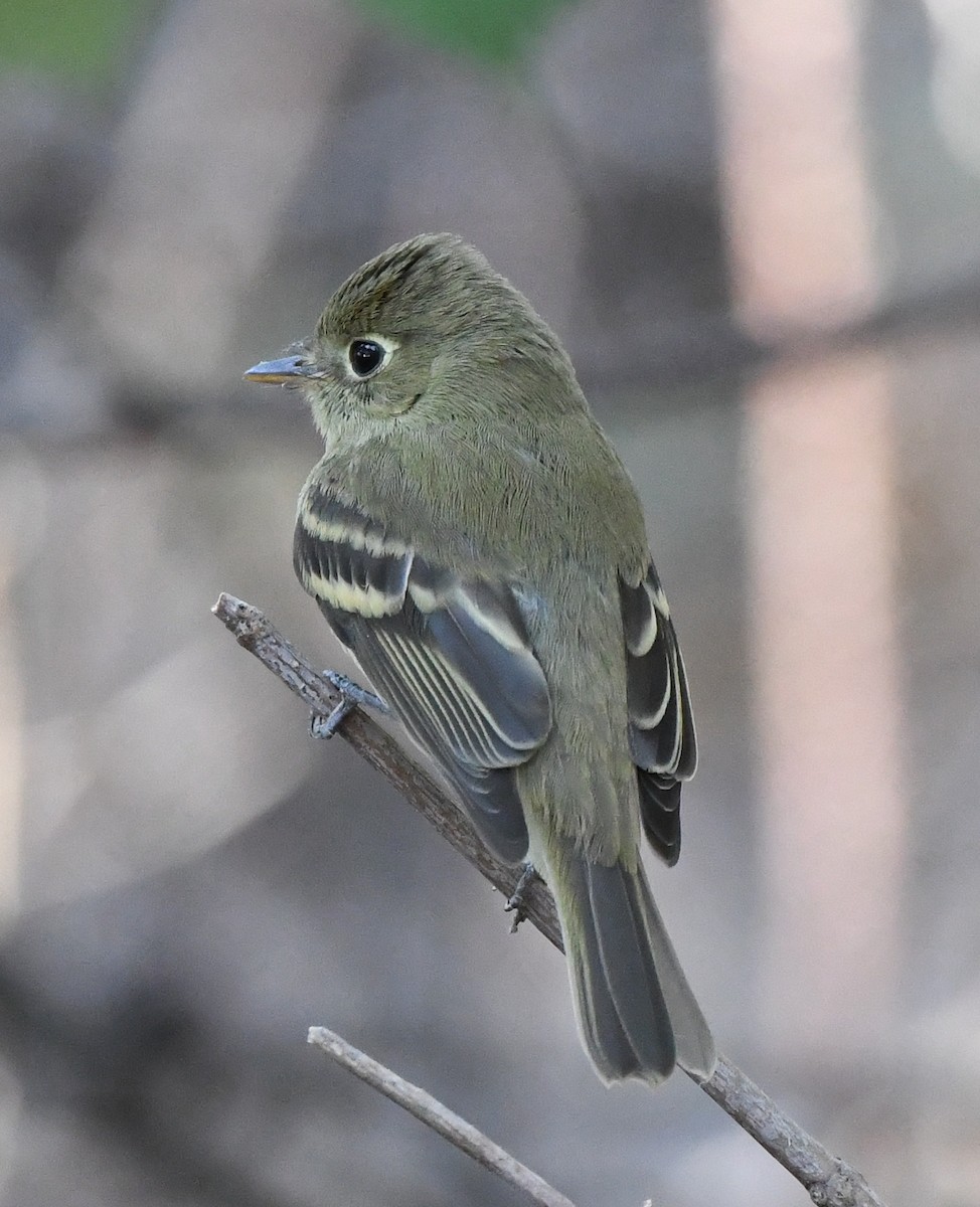 Western Flycatcher (Pacific-slope) - ML479797151