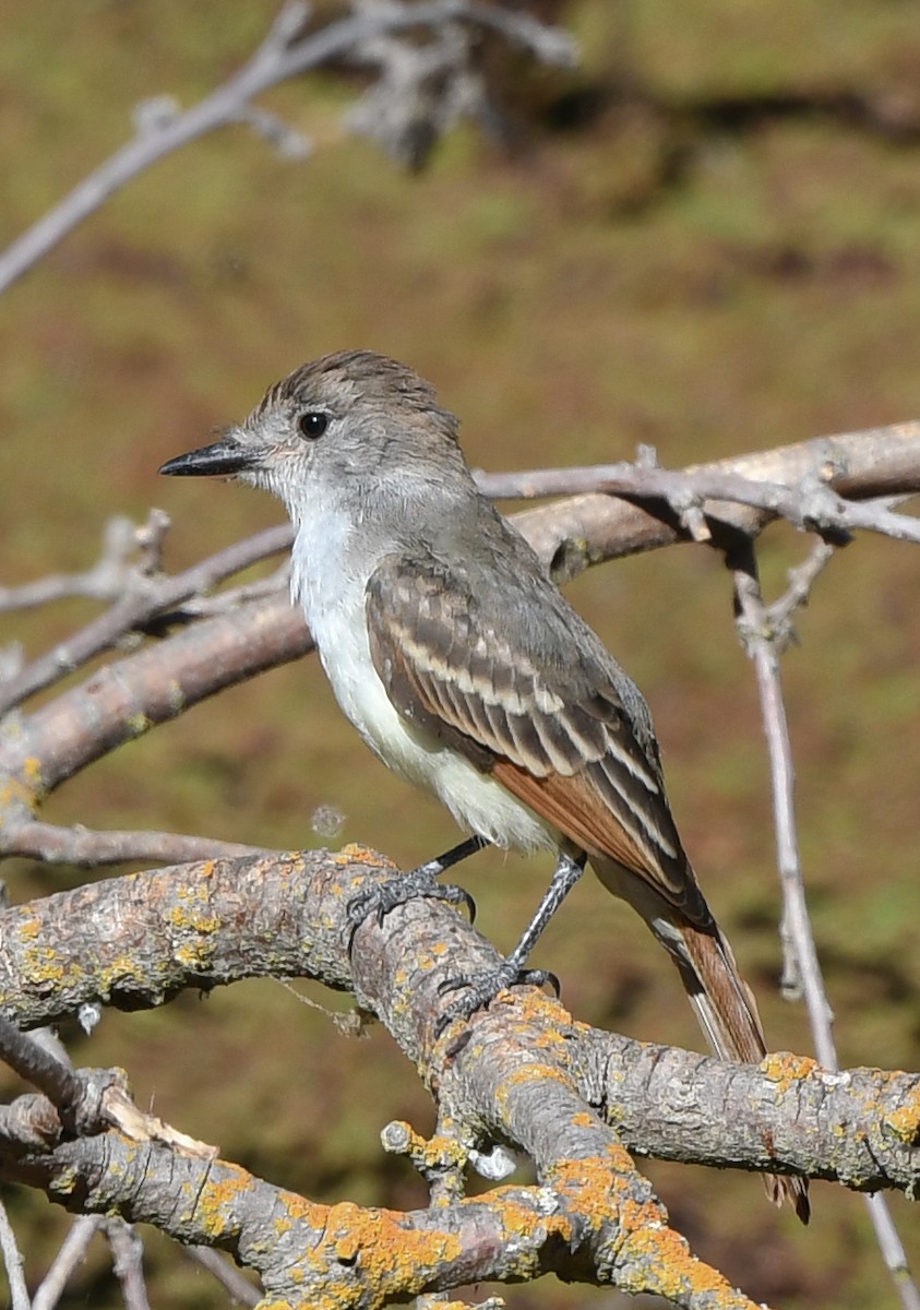 Ash-throated Flycatcher - ML479797201