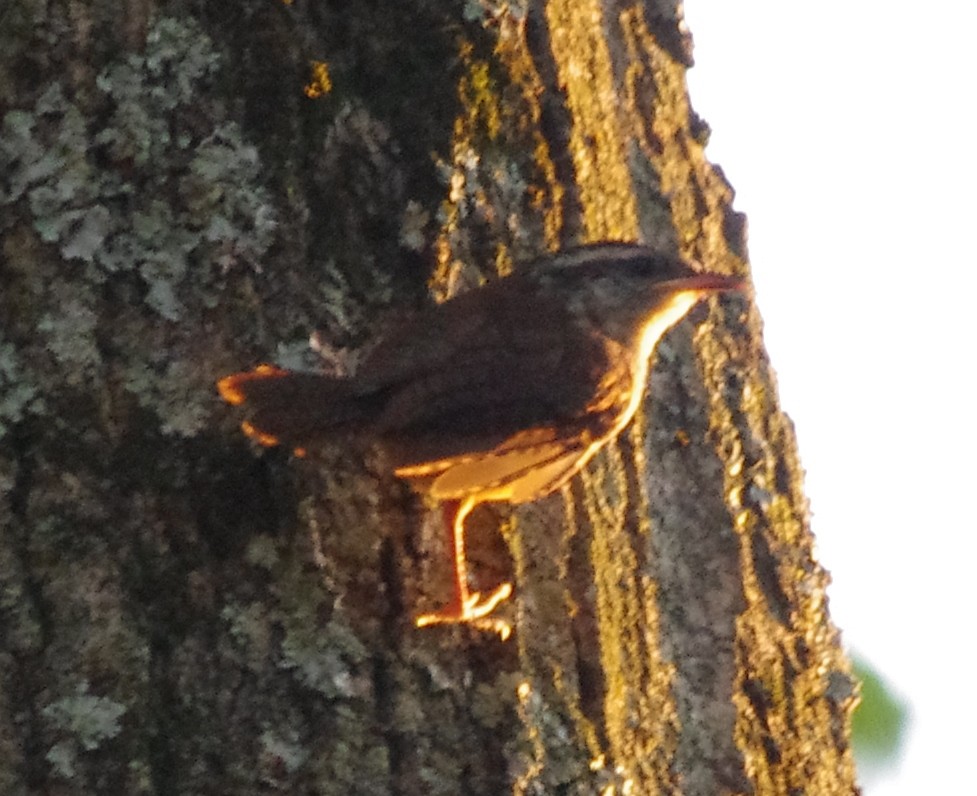 Carolina Wren - ML479797821