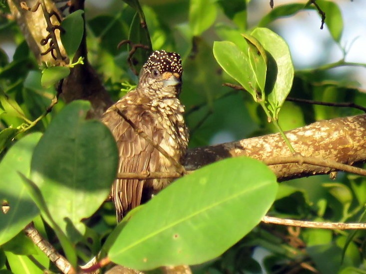 Arrowhead Piculet - ML479798381