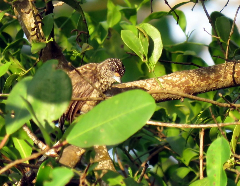 Arrowhead Piculet - ML479798401