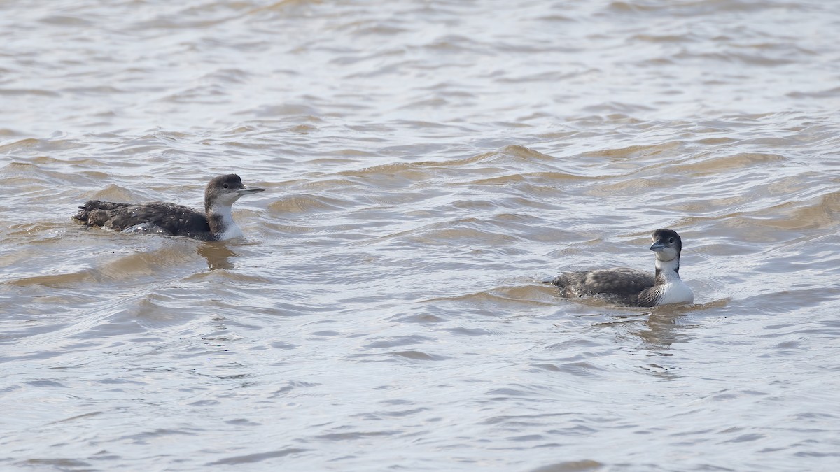 Common Loon - ML479798461