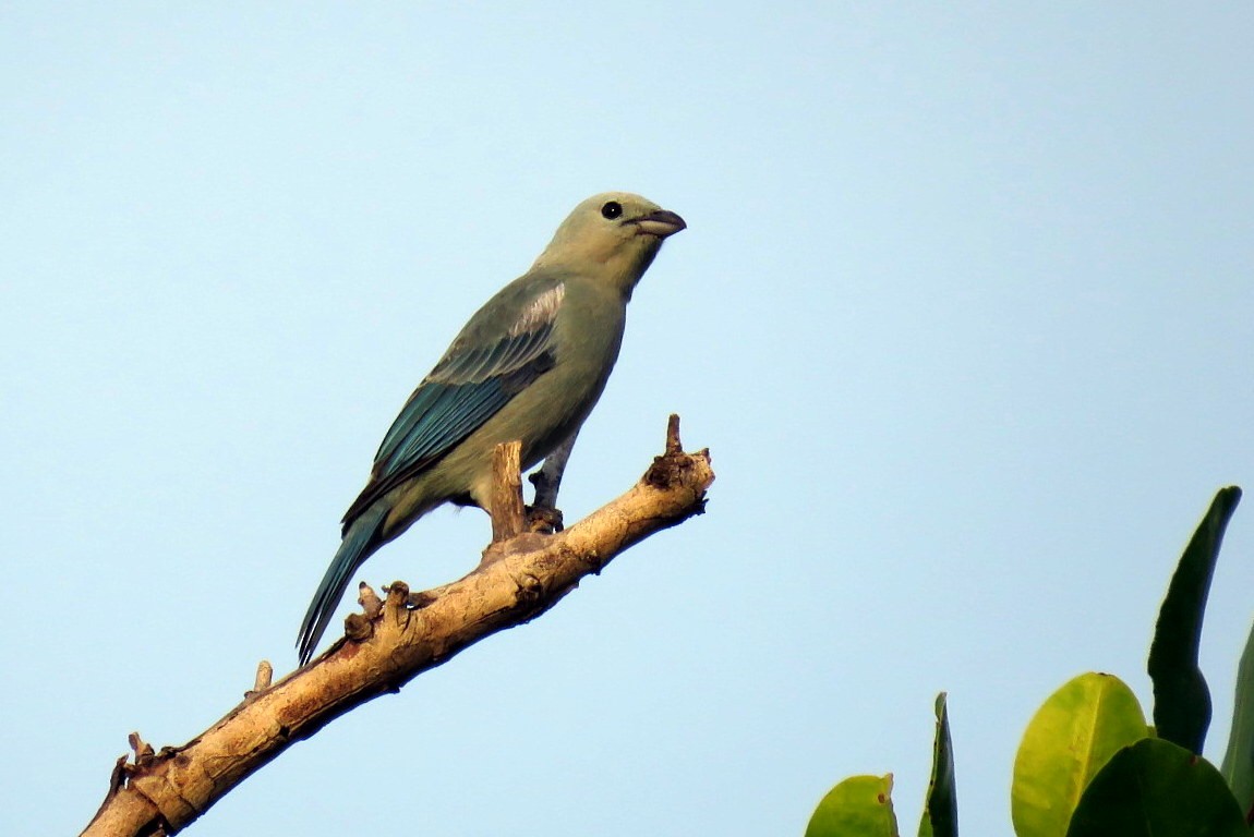 Blue-gray Tanager - ML479798591