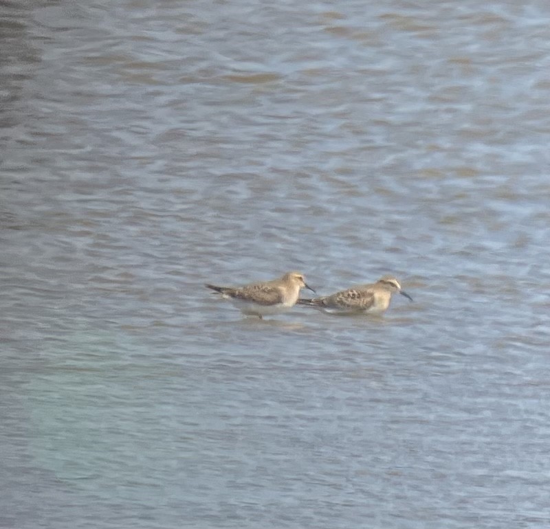 Baird's Sandpiper - ML479799231