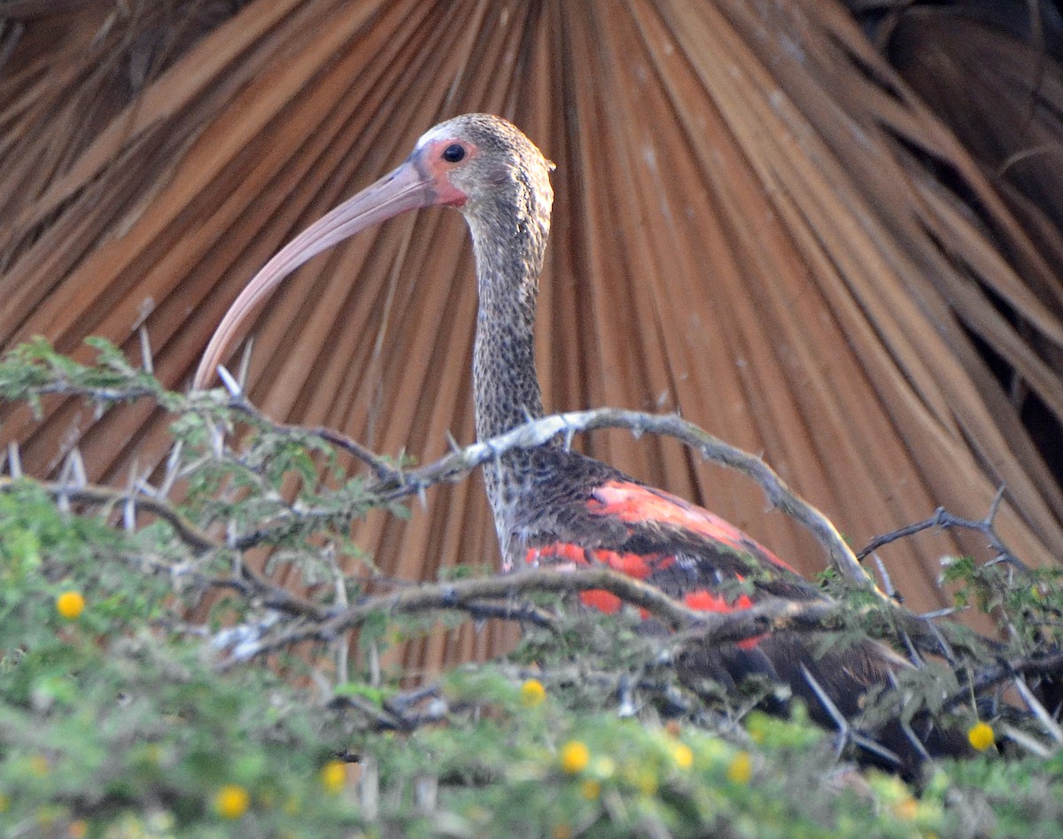 ibis rudý - ML47979971