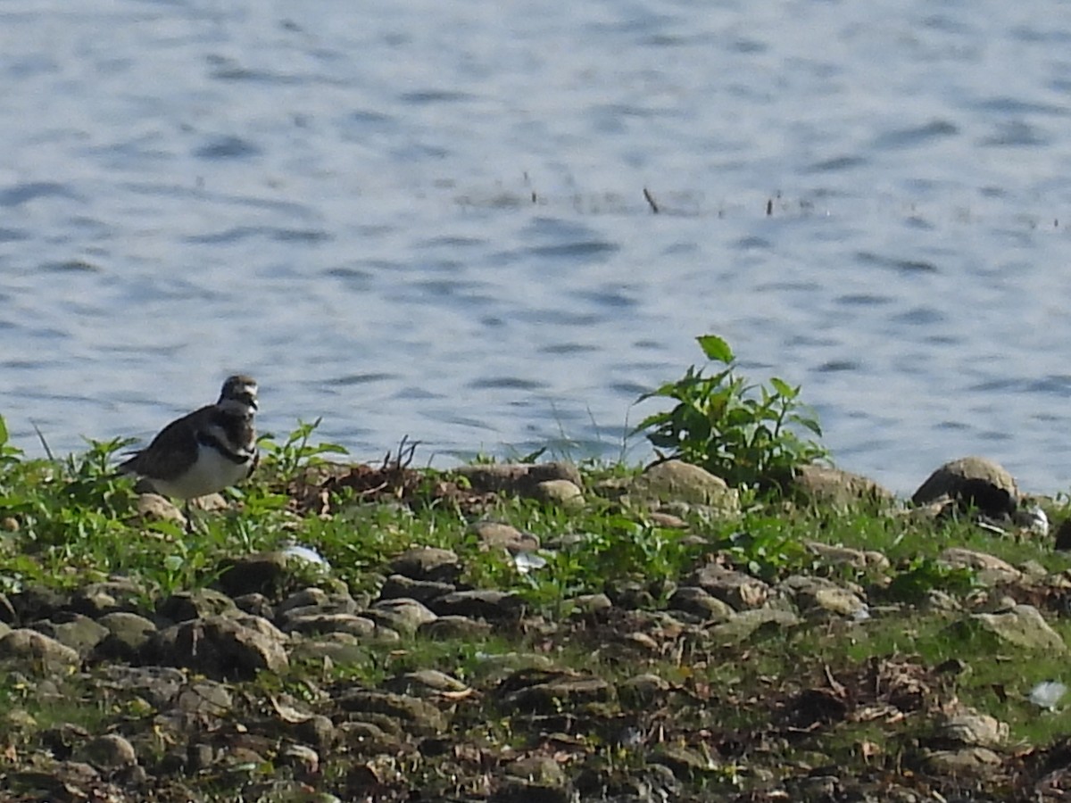 Killdeer - ML479801171