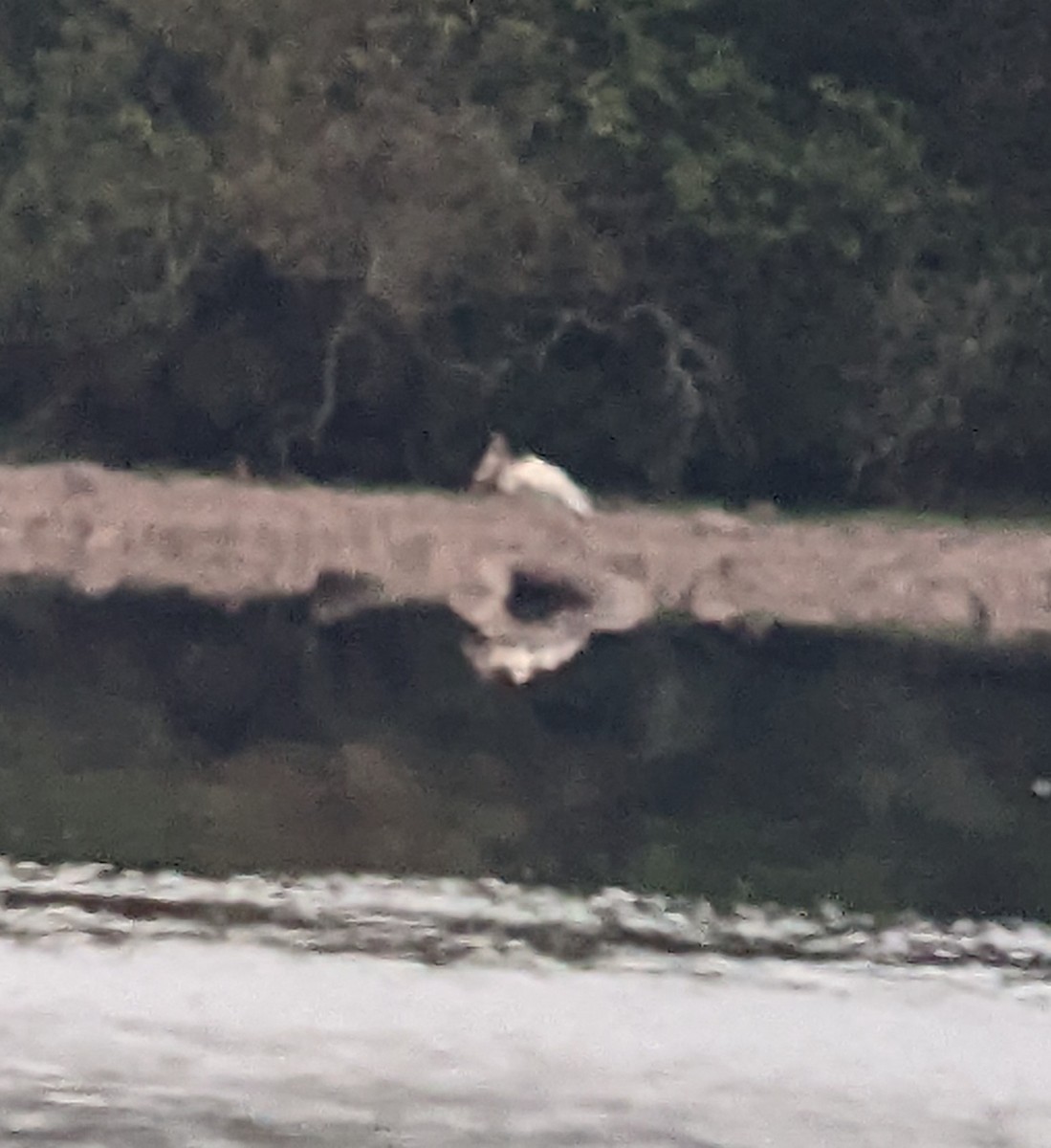 Wood Stork - ML479801671