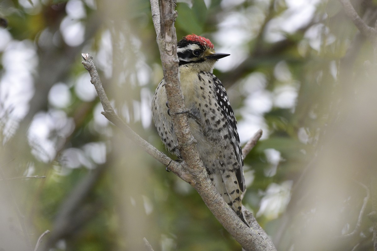 Nuttall's Woodpecker - ML479803731