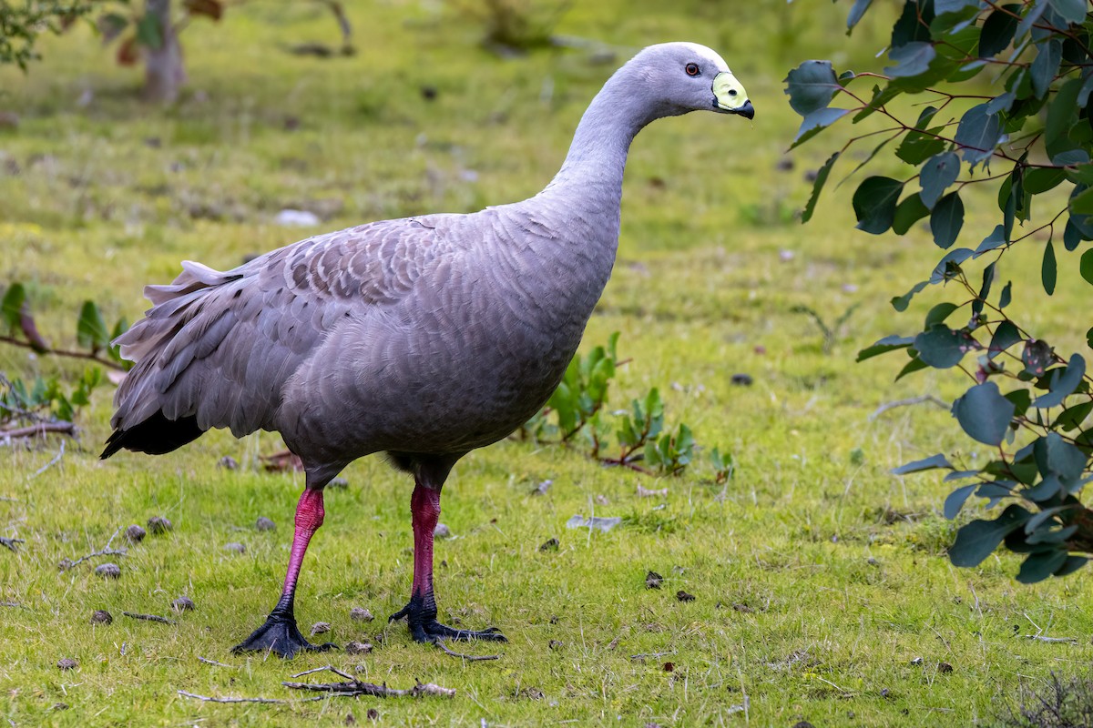 Cape Barren Goose - ML479803951