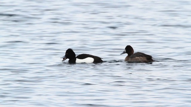 Tufted Duck - ML479804