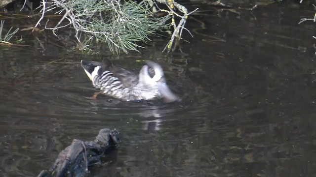 Pink-eared Duck - ML479804601