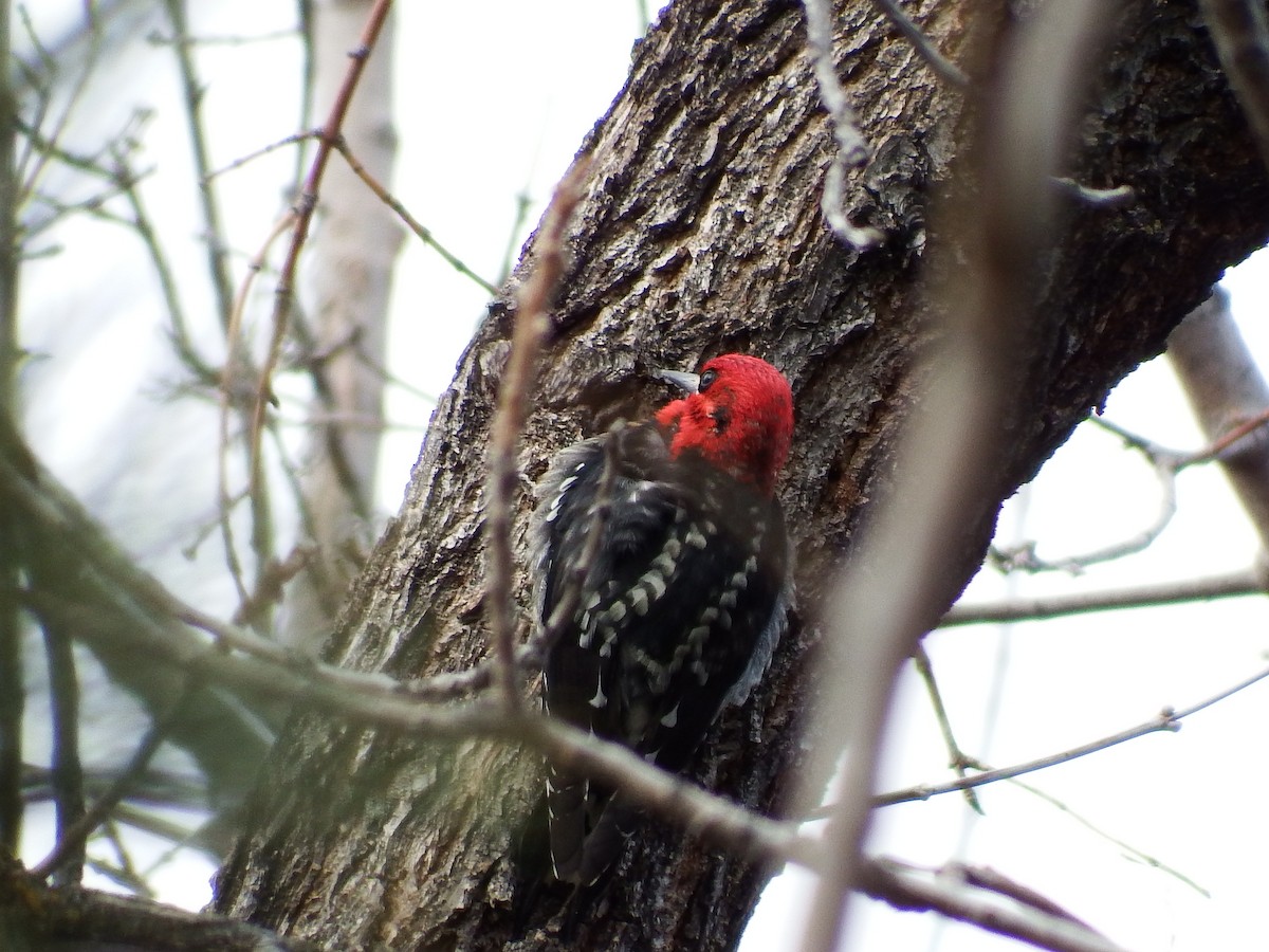 Red-breasted Sapsucker - ML47980601