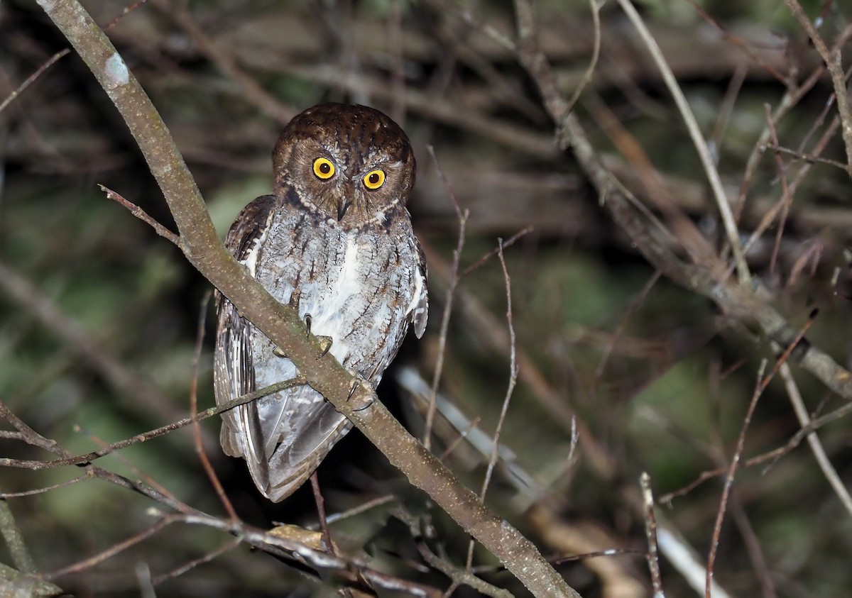 Banggai Scops-Owl - ML479806191