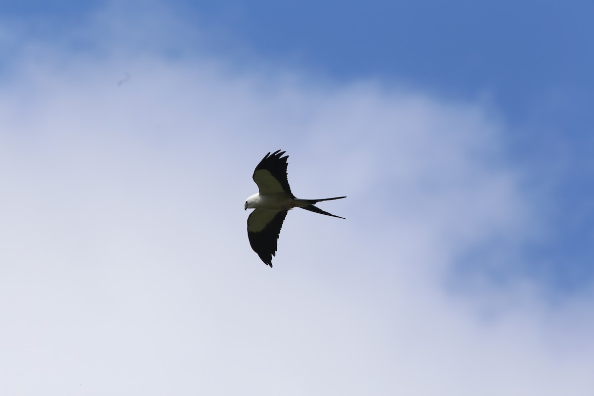 Swallow-tailed Kite - Rohan van Twest