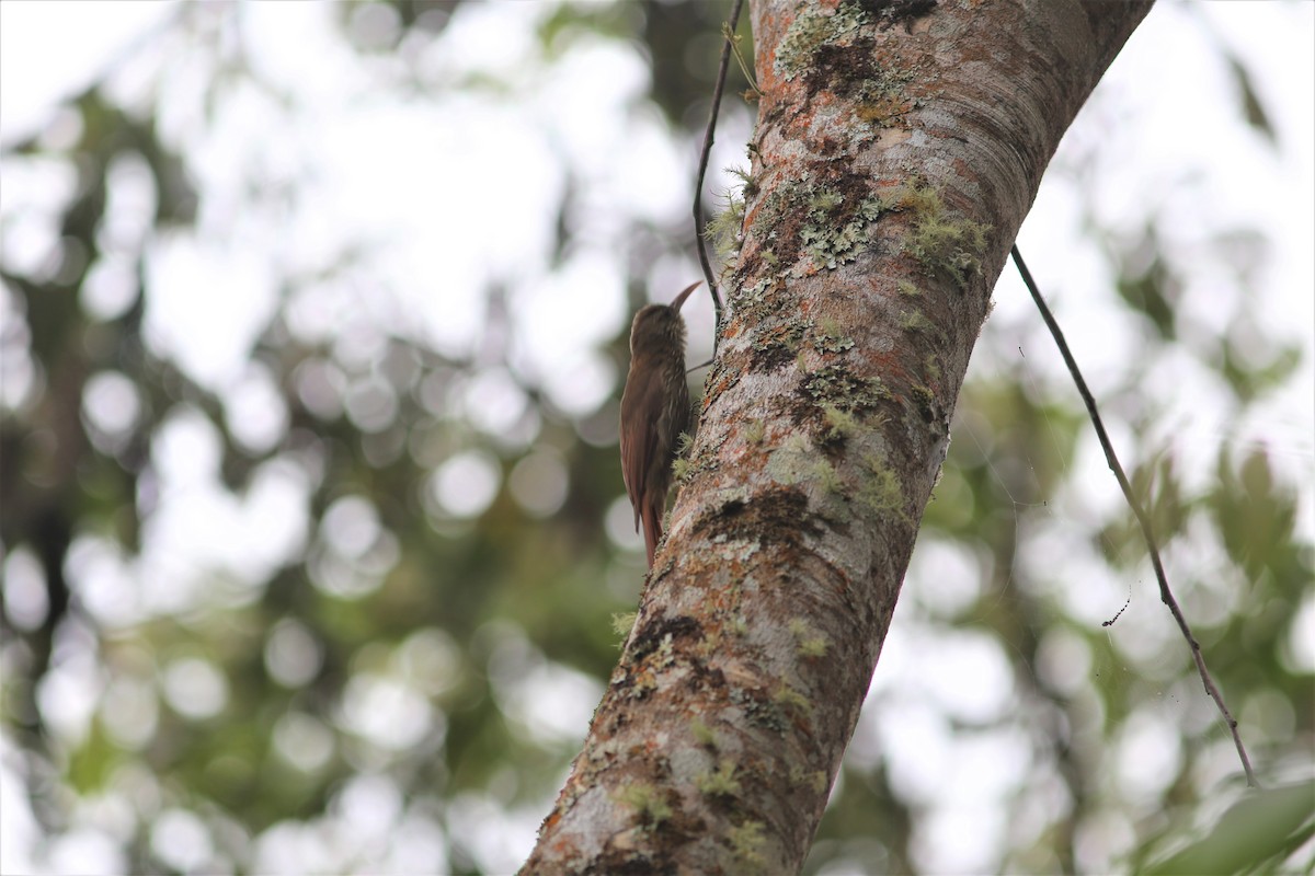 Inambari Woodcreeper - ML479808291