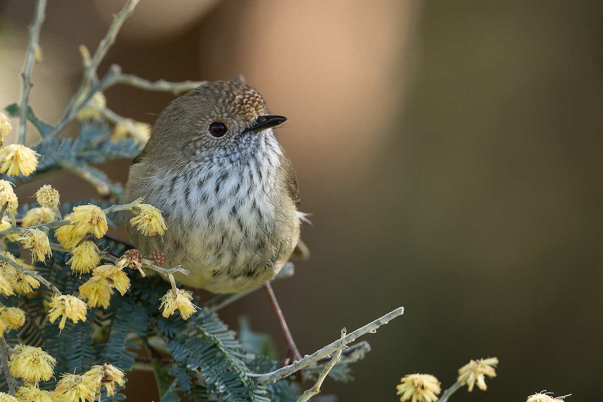 Brown Thornbill - ML479808391