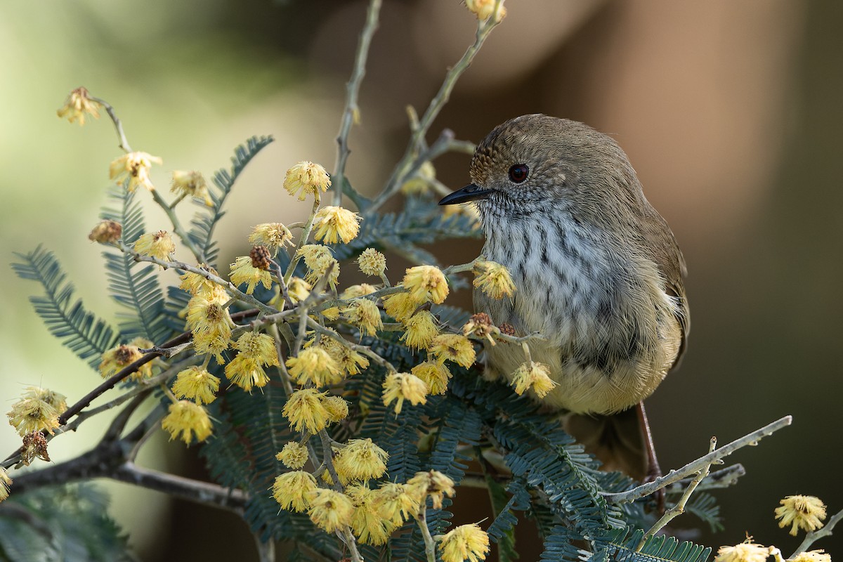 Brown Thornbill - ML479808401