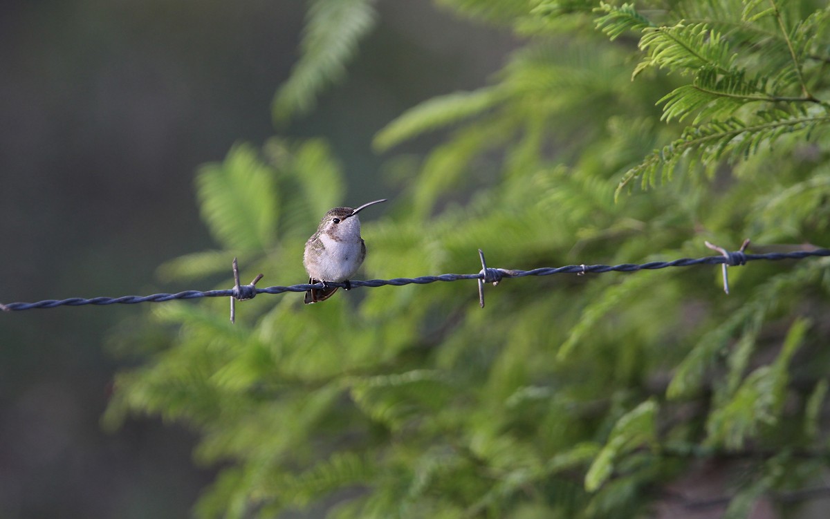 Mexican Sheartail - ML47980841