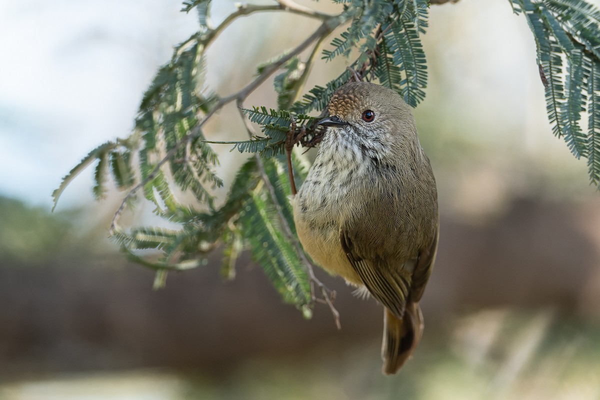 Brown Thornbill - ML479808411