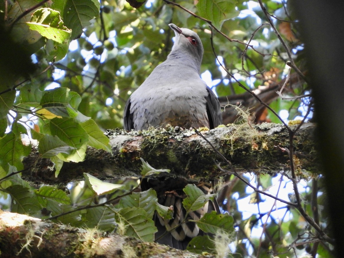 Sombre Pigeon - ML479809851