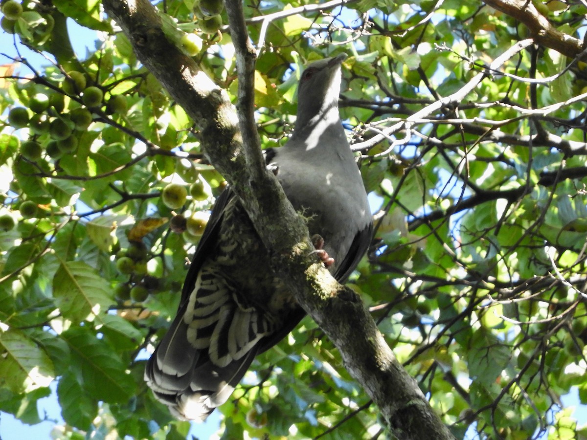 Sombre Pigeon - ML479809861