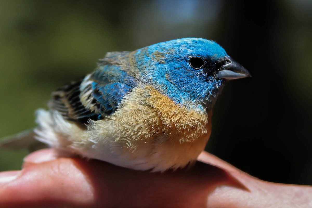 Lazuli Bunting - Alex Lamoreaux