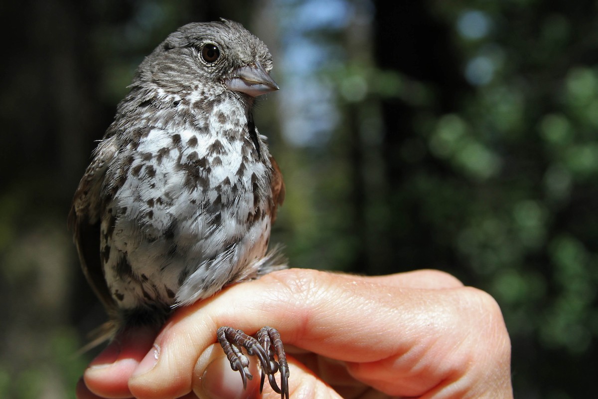 Fox Sparrow (Slate-colored) - Alex Lamoreaux
