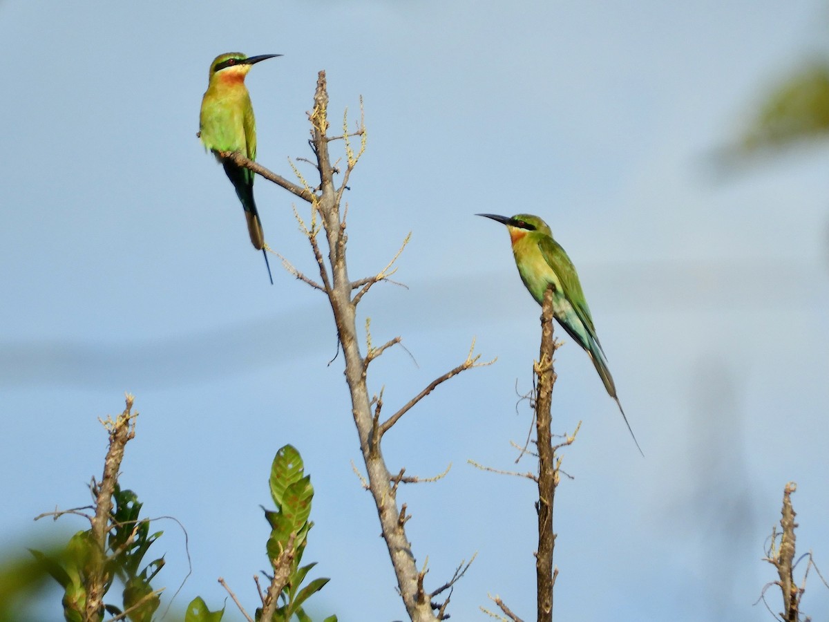 Blue-tailed Bee-eater - ML479811621