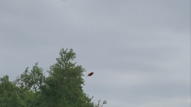 Northern Red Bishop - ML479811811