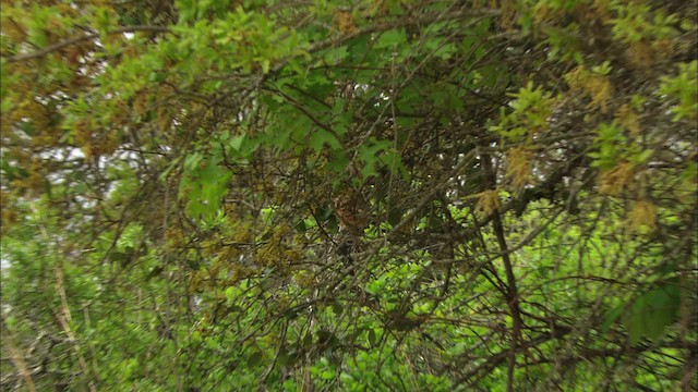 Black-capped Vireo - ML479812