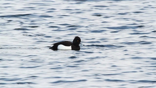 Tufted Duck - ML479813