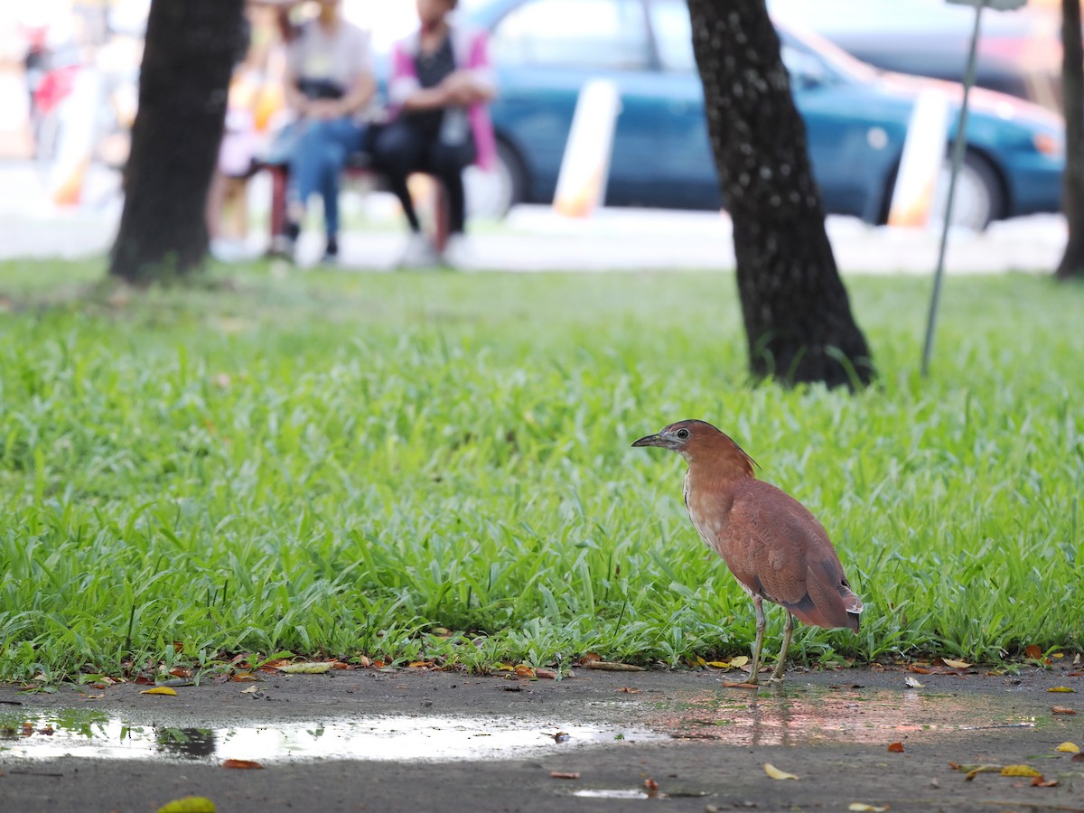 Malayan Night Heron - ML479813621