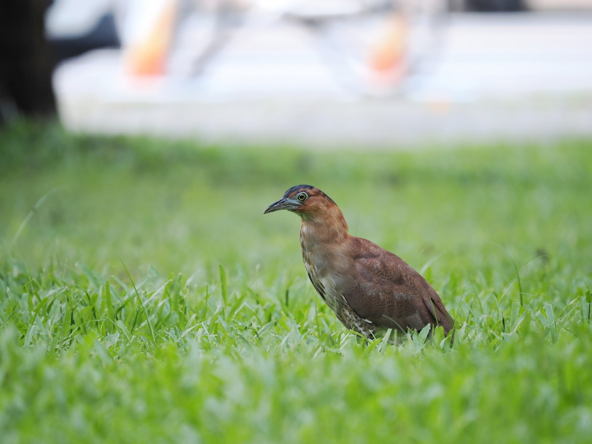 Malayan Night Heron - ML479813641