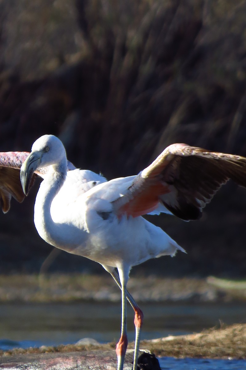 Chilean Flamingo - ML479813841